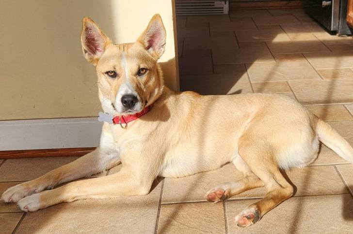 Photo American Dingo