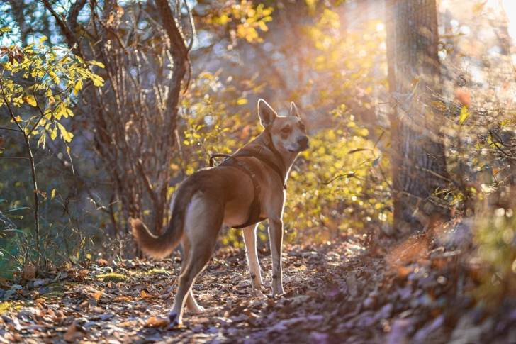 Photo American Dingo