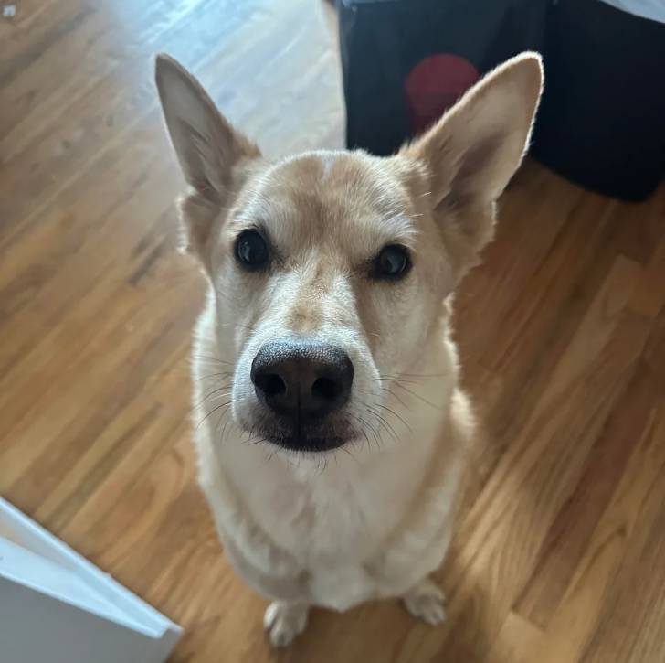 Photo American Dingo