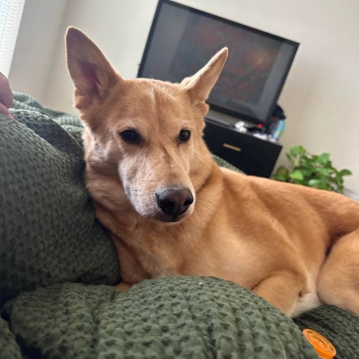 Photo American Dingo