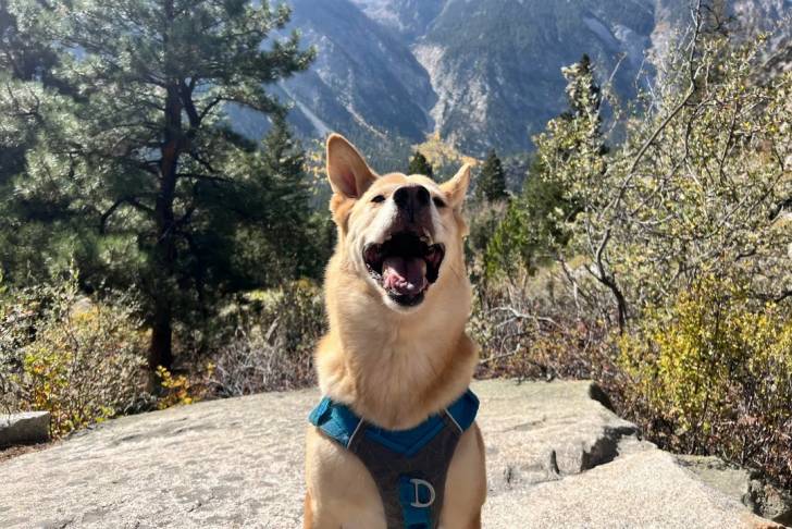 Photo American Dingo