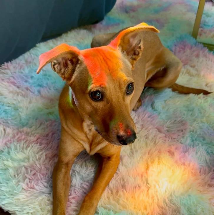 Photo American Dingo