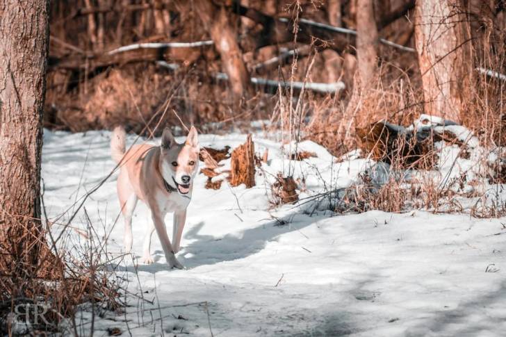 Photo American Dingo