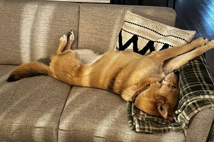 Photo American Dingo