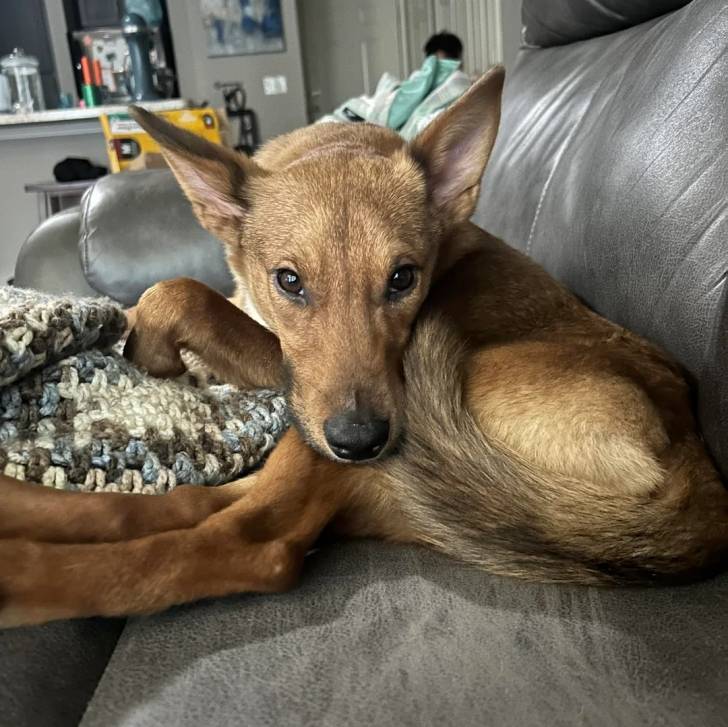 Un American Dingo allongé sur un canapé
