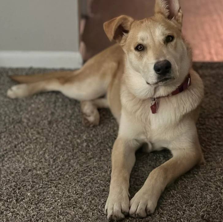 Photo American Dingo