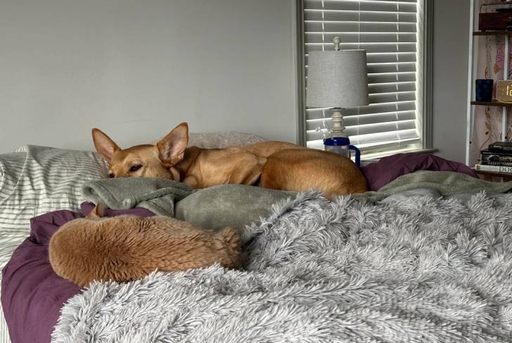 Photo American Dingo