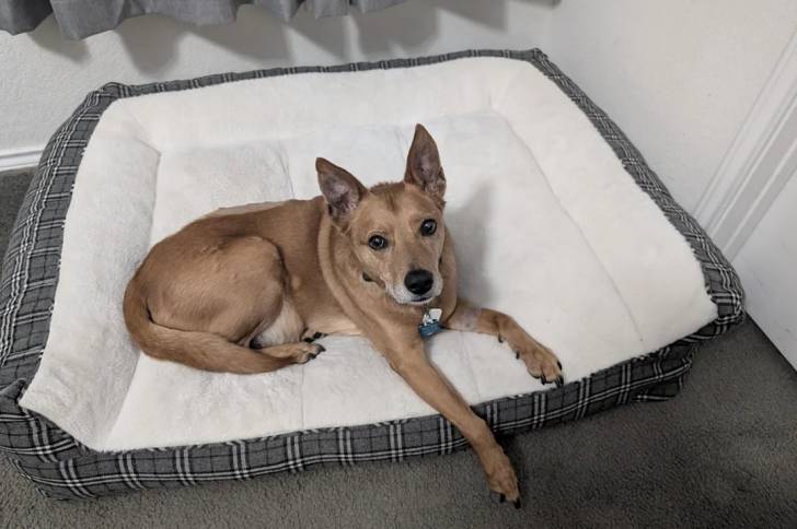 Photo American Dingo