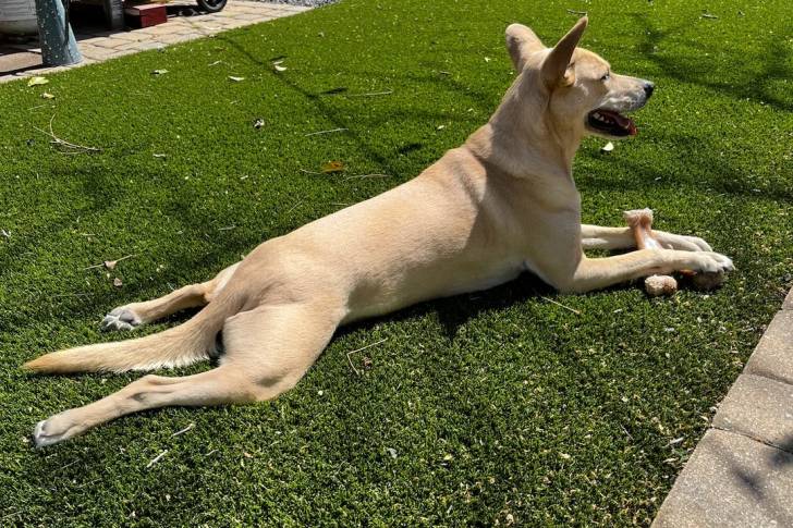 Photo American Dingo