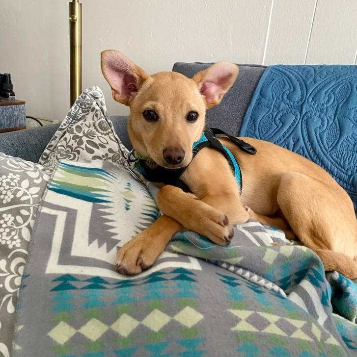Photo American Dingo