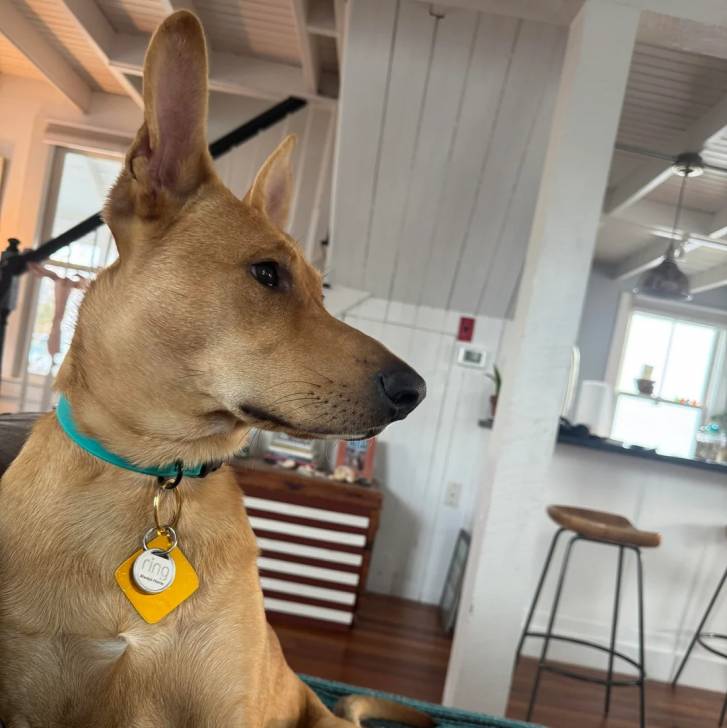 Photo American Dingo