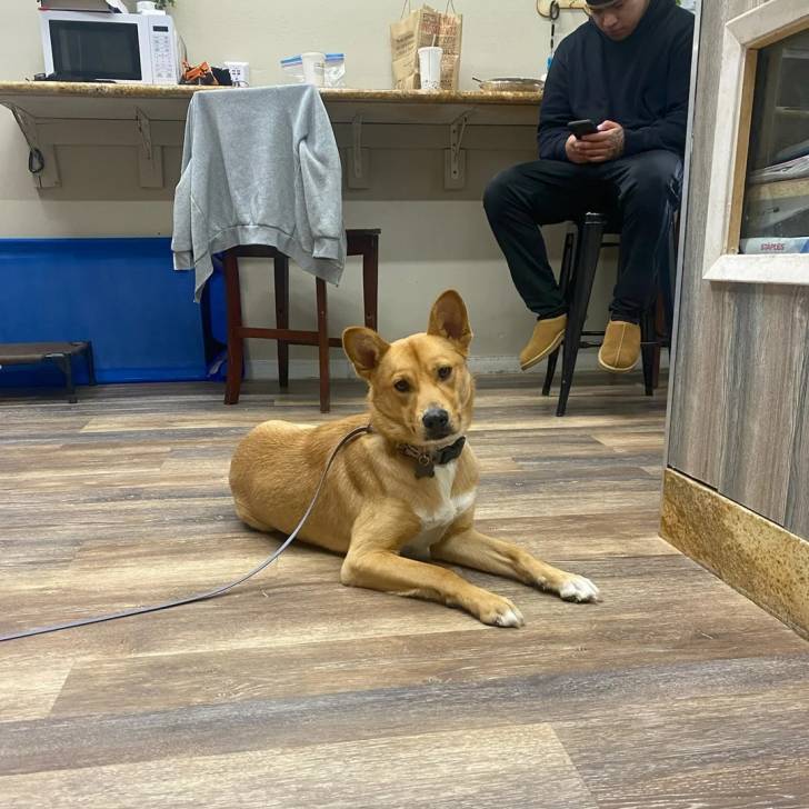 Photo American Dingo
