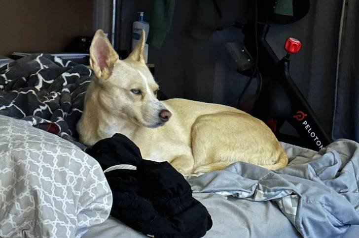 Photo American Dingo