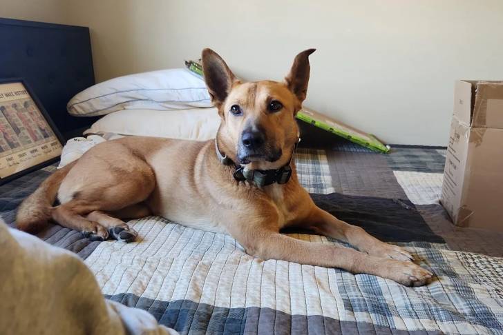 Photo American Dingo