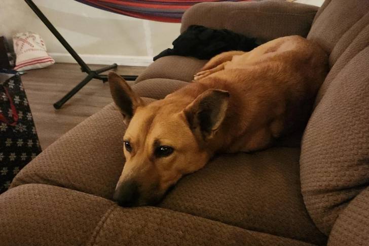Photo American Dingo