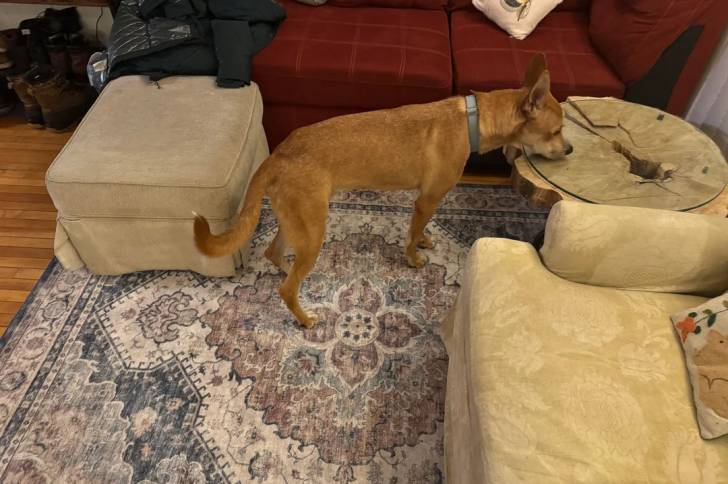 Photo American Dingo
