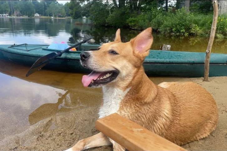 Photo American Dingo