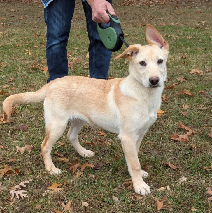 Photo American Dingo