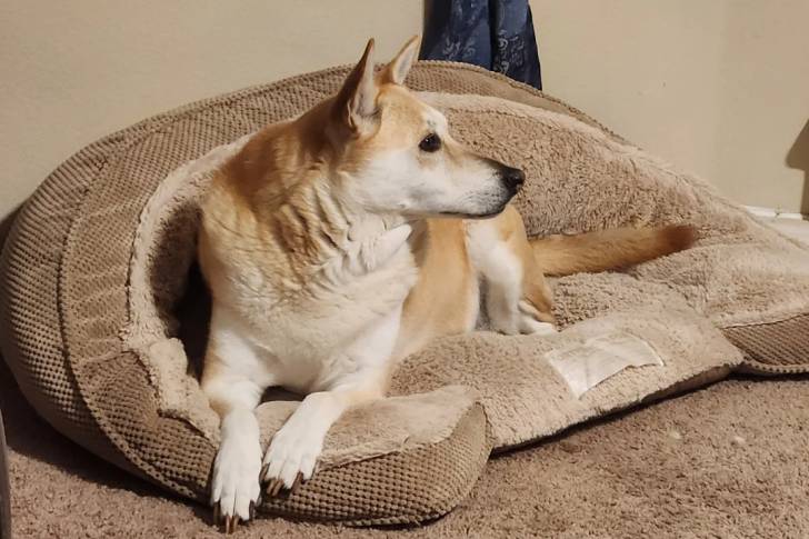 Photo American Dingo