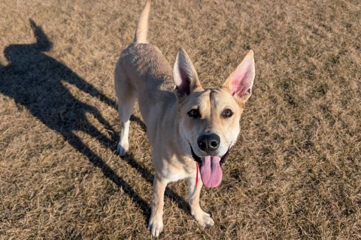 Photo American Dingo