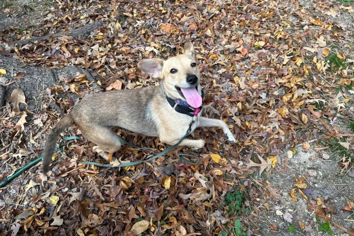 Photo American Dingo