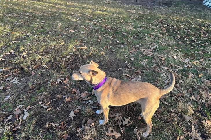 Un American Dingo sur un terrain herbeux et portant un collier au cou