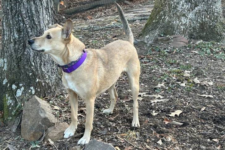 Un American Dingo se tenant à côté d'un arbre et portant un collier au cou