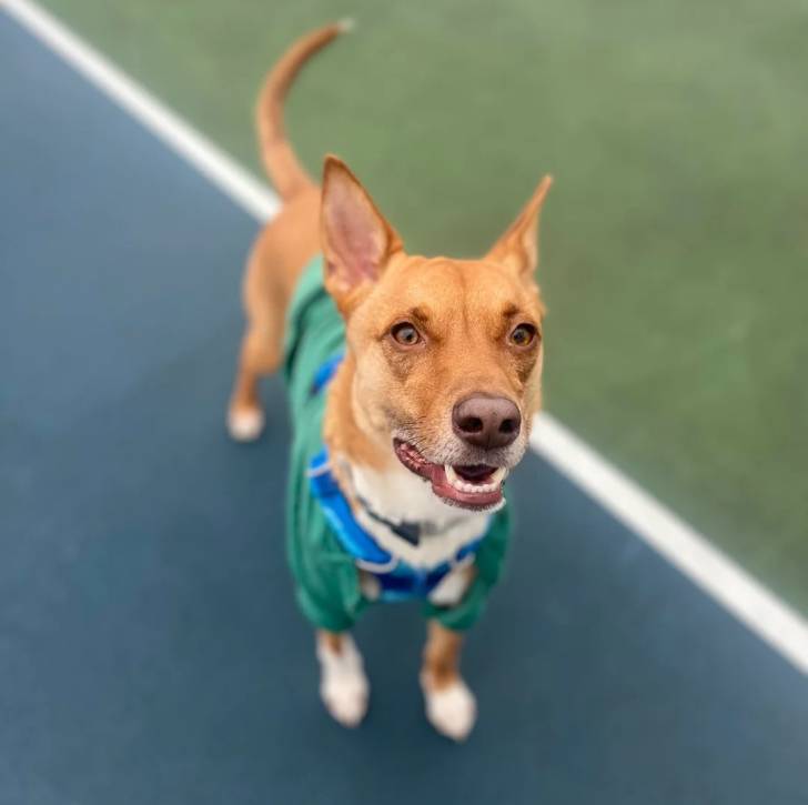 Un American Dingo portant un harnais et ouvrant légèrement la gueule