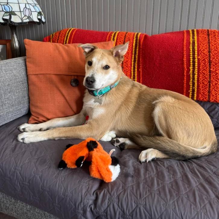 Photo American Dingo