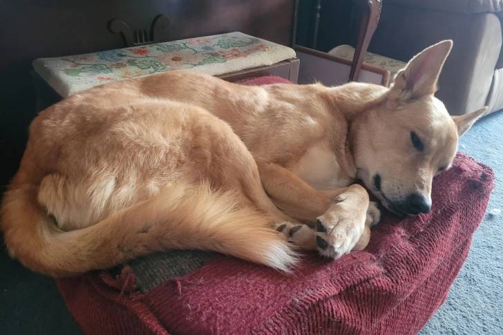 Photo American Dingo