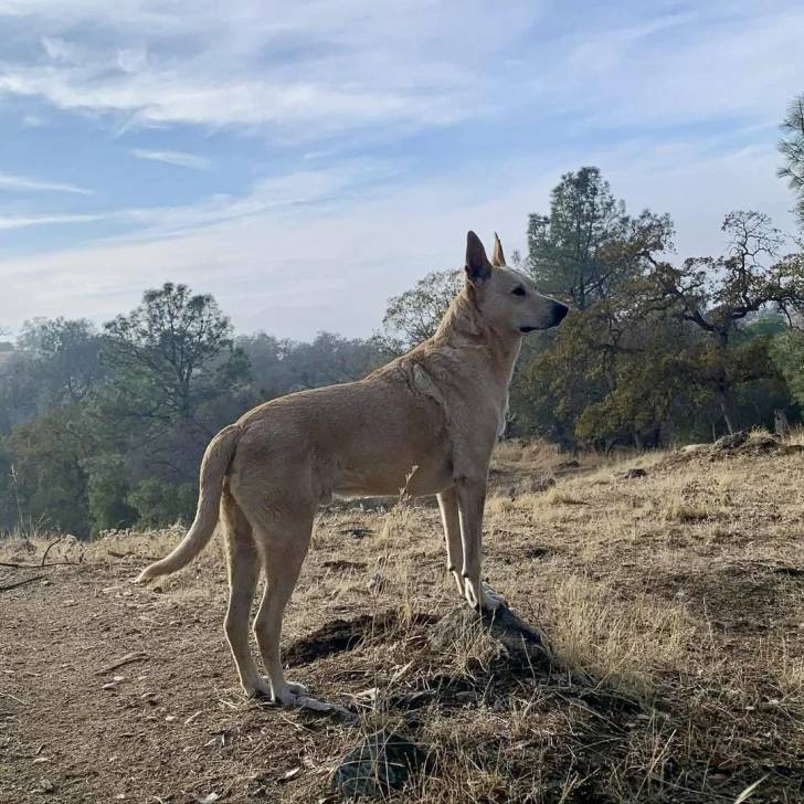 Photo American Dingo