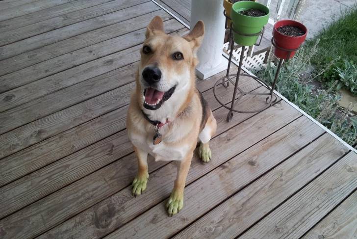 Un American Dingo assis sur un plancher en bois et portant un collier au cou