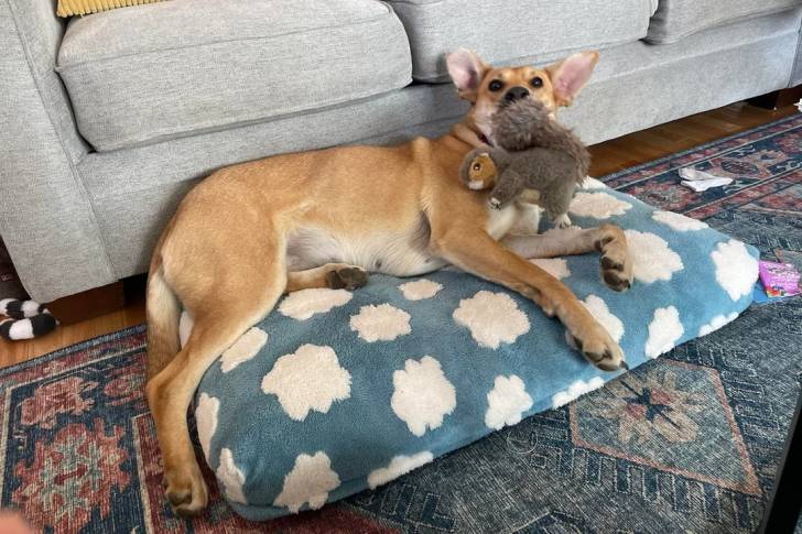 Un American Dingo allongé sur un coussin et tenant une peluche dans sa gueule