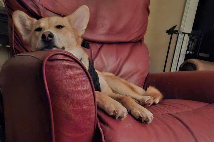 Photo American Dingo