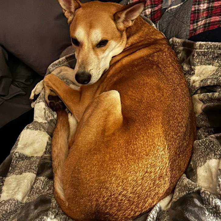 Photo American Dingo