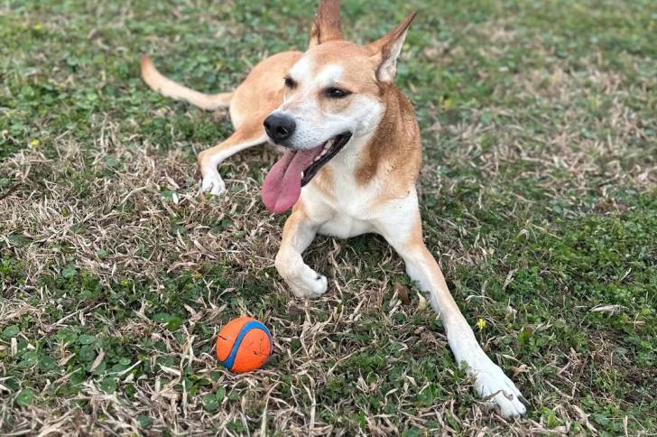 Photo American Dingo