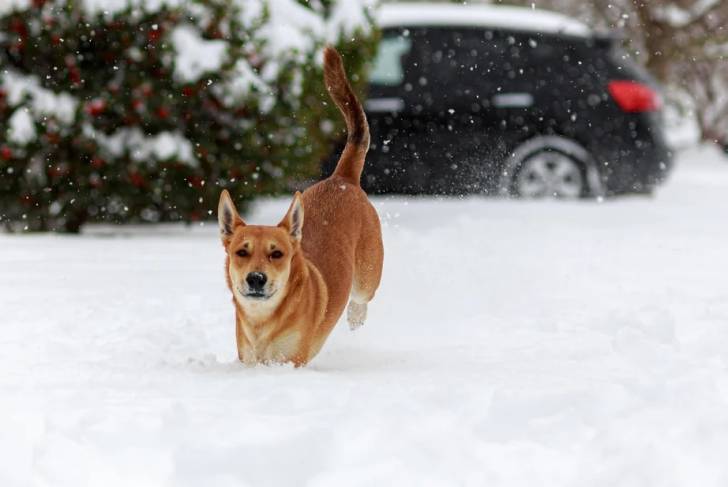 Photo American Dingo