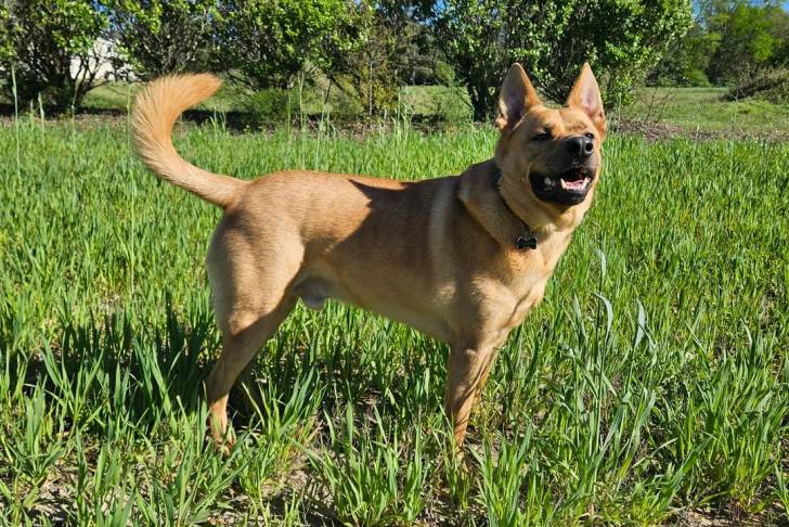 Photo American Dingo
