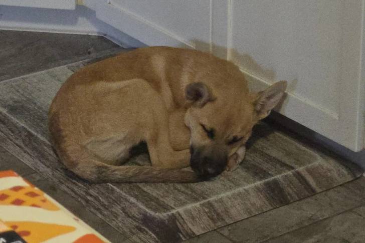 Photo American Dingo