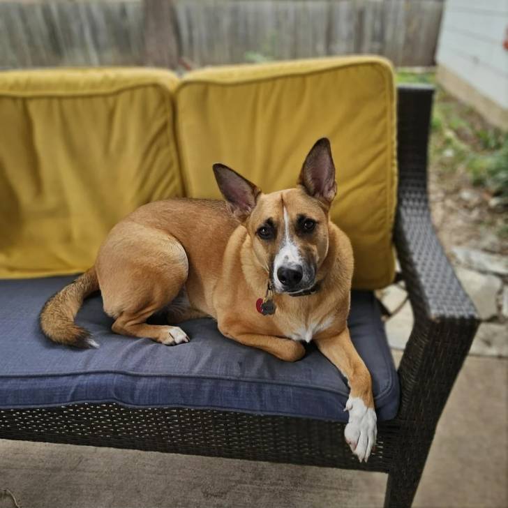 Photo American Dingo