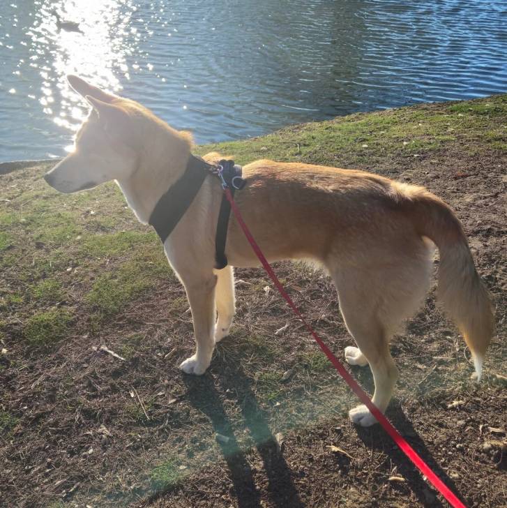 Photo American Dingo