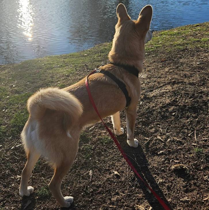 Photo American Dingo