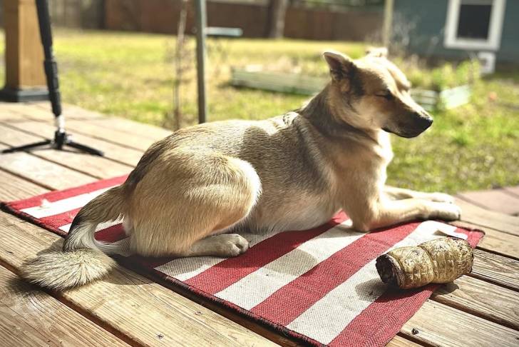 Photo American Dingo