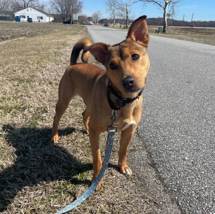 Photo American Dingo