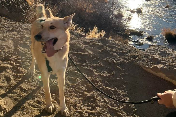 Photo American Dingo