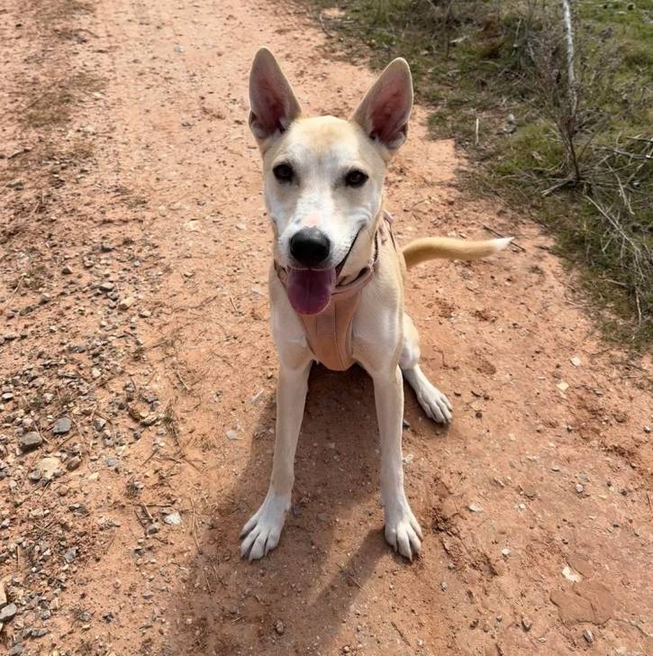 Photo American Dingo