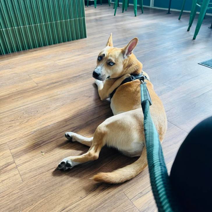 Photo American Dingo