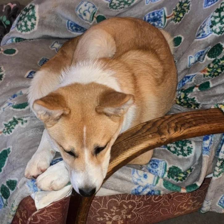 Photo American Dingo