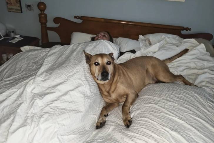 Photo American Dingo