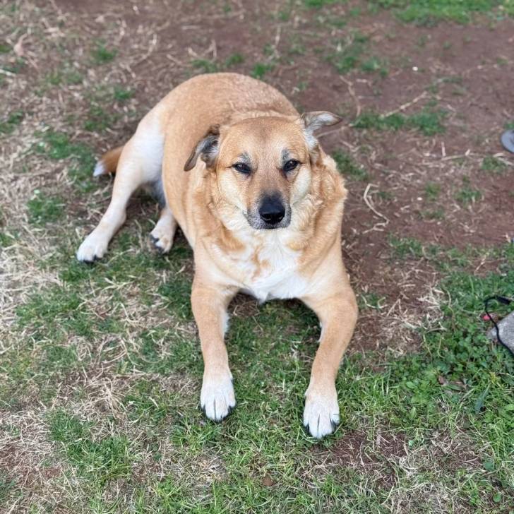 Photo American Dingo